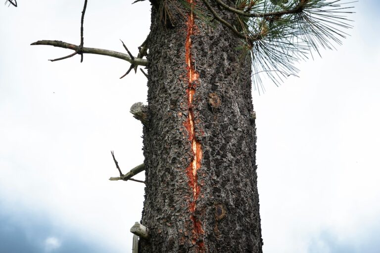 A tall tree trunk with a vertical split in the bark, possibly caused by a lightning strike, highlights the need to install a lightning rod for better lightning protection against future storms, set against a cloudy sky.